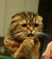 avatar_7207.thumb.png.a7f56e77d6da99d6f8