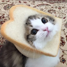 IM CAT