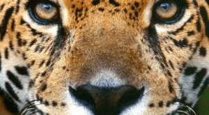 האם AMD תביא את המעבד שיכה את האטום של אינטל?