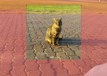 מדריך: עיבוד תמונה ללא איבוד איכות